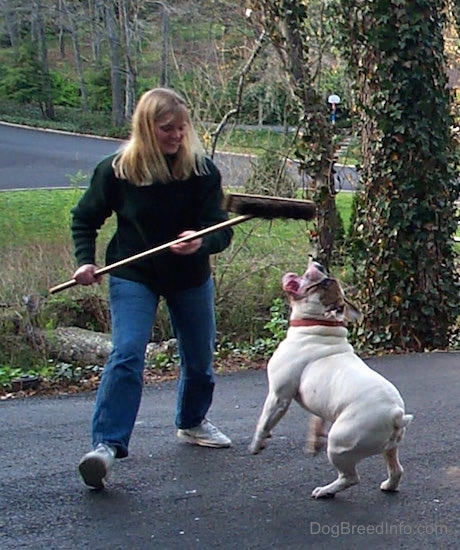 Spike the Bulldog is biting at the Brissely part of a broom
