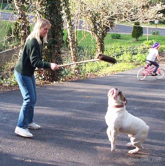 Spike the Bulldog is jumping after the Brissely part of a broom being held over his head