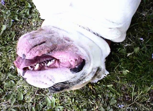 Spike the Bulldog is laying upside down outside in a field exposing his drooly mouth