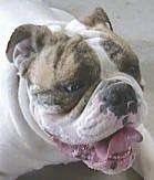 Close Up - Spike the Bulldogs face with his mouth open and tongue curled up in the mouth