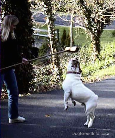 Spike the Bulldog is jumping and almost getting the brissely part of a push broom