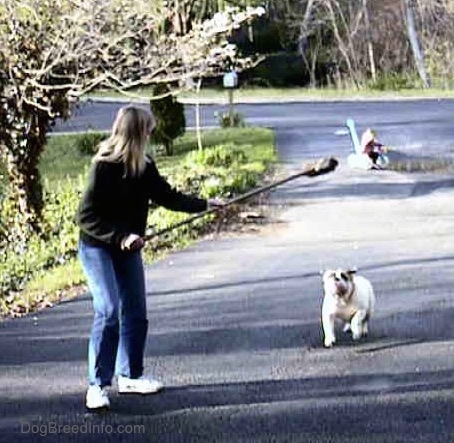 Spike the Bulldog is outside running after a broom being held in the air by a person in a green sweater. There is a little girl riding a tricycle in the background