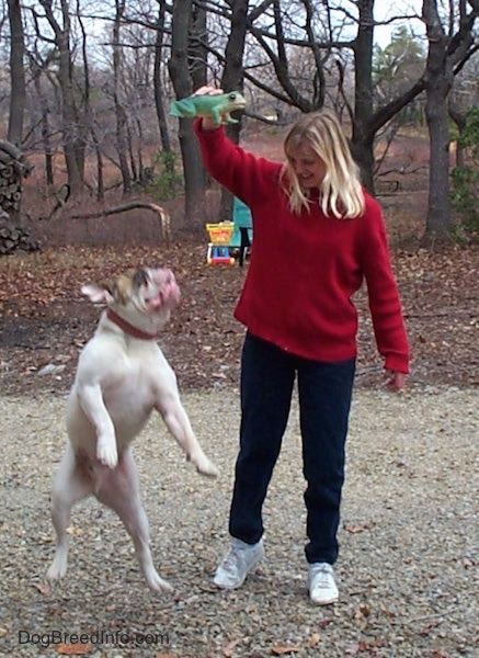 Spike the Bulldog landing near the person in a red sweater holding the frog