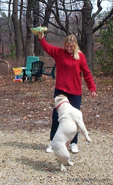 Spike the Bulldog beginning to jump after the frog. Which is being held in the air by a person in a red sweater