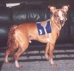 A dog is dressed as a race horse in front of a black leather couch