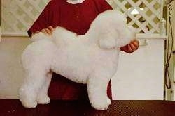 Left Profile - Lexi the Bichon Frise standing on a table with a person behind them. THe person is holding the Bichon Frise tail on its back and its head up.