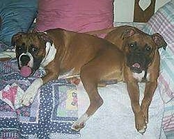 Two Boxers are laying on a human's bed that is covered with a quilt with pillows behind them.