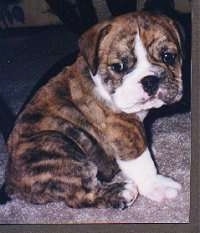 Big Mack Daddy the English Bulldog puppy sitting on a carpet and looking at the person holding the camera