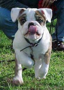 Action shot - English Bulldog puppy running towards the person holding the camera licking its face