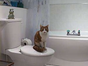 Joey the Cat is sitting on a closed toilet seat with a bath tub in the background