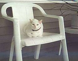 Sugar the white cat is laying on a white plastic lawn chair and looking towards the camera holder