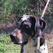Close Up - Buster the Louisiana Catahoula Leopard Dog is sitting outside with a bunch of trees in the background