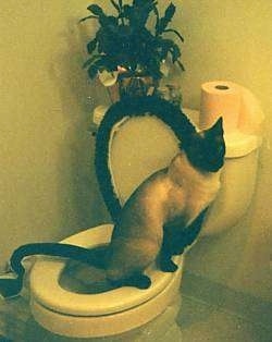 A cat peeing in a human's toilet with a plant and a roll of toilet paper on the back of the toilet