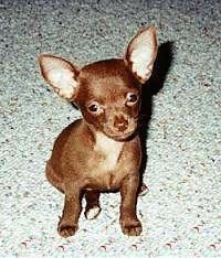 A brown Chihuahua puppy is sitting on a carpet and looking up at the owner