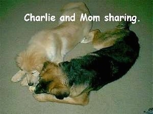 A tan dog is laying next toa black and brown dog. They are sharing a toy. The Words - Charlie and Mom sharing. - is overlayed