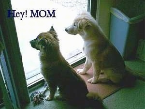 A tan dog and A brown dog are sitting next to each other in front of a sliding door. The Words - Hey! Mom - is overlayed