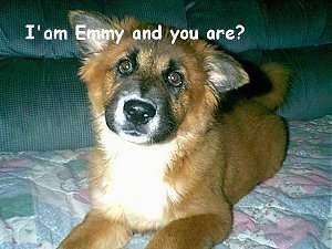 Close Up - a brown dog is laying on a couch. The Words - I'am Emmy and you are? - is overlayed