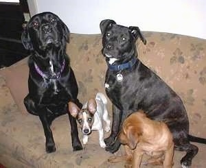 Four dogs sitting on a tan couch - A Black Lab/Rottweiler next to a Jack Russell Terrier. Next to that dog there is a black with white American Pit Bull Terrier and next to that is a tan Mastiff/Golden Retriever puppy mix