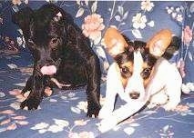 A black with white American Pit Bull Terrier puppy is sitting next to a Jack Russell Terrier puppy on a blue flowered couch