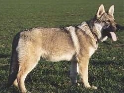 Czechoslovakian Wolfdog is standing outside and looking to the right with its mouth open and tongue hanging low