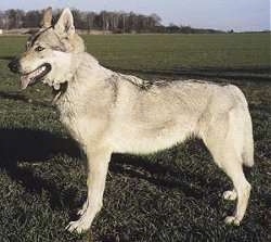 Left Profile - A Czechoslovakian Wolfdog is standing in a large lawn and its mouth is open and tongue is out
