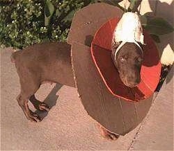 A Doberman Pinscher Puppy has its ear taped up. It is wearing two cones, one is brown cardboard and the other is orange.