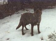 Kinde the Dutch Shepherd is standing outside in snow with trees behind it