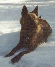 Kinde the brown brindle Dutch Shepherd is laying outside in snow