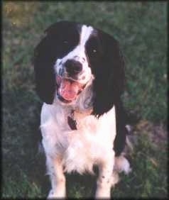 Close Up - Buddy the black and white English Springer Spaniel is sitting in a field. Its mouth was open and it looks like Buddy is smiling