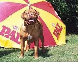 Chevelle the Dogue de Bordeaux is standing in front of a yellow and red umbrella with the word - PAL - on it. His mouth is open with his tongue out and he looks hot.