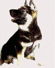 An overexposed picture of a black and tan German Shepherd puppy looking to the left