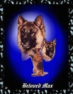 A composited image of a black and tan German Shepherd named Max. There is an image of it sitting on its hind legs with its front legs out. There are two pictures of its head facing different directions