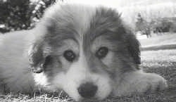 Close up had shot - A black and white photo of a Great Pyrenees puppy laying down in grass.