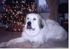 A Great Pyrenees is laying on a tan carpet in front of a Christmas tree