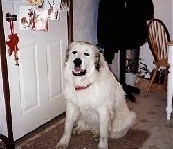 A Great Pyrenees is sitting on a rug in front of a door that has Christmas cards hanging across the front of it.