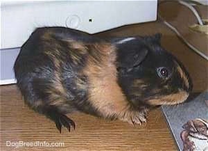 Right Profile - A black with tan Guinea Pig is standing on a wooden desk next to a mouse pad and a monitor looking to the right.