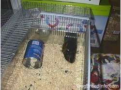 A top down image of a black with tan Guinea Pig laying in the back right corner of its cage.