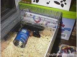 A top down image of a black with tan Guinea Pig that is laying against the back of its cage. There is an empty coffee can in front of it.