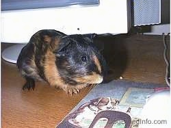 A black with tan Guinea Pig is standing on a wooden table and behind it is a CRT monitor. It is looking down at a mouse pad with dogs playing poker on it in front of it.