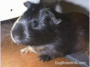 Close up - A black with tan Guinea Pig is laying on top of a mouse pad looking forward.