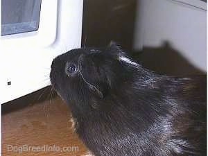 A black with tan guinea pig is sniffing a computer monitor that is in front of it.