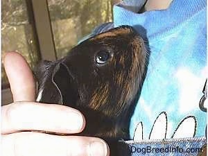 Close up - A black with tan guinea pig is being held in the arms of a person. It is looking up at the person holding it.