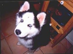 Close up - A fluffy black and white with grey Siberian Husky puppy is sitting on a tiled floor, it is looking up and to the left.