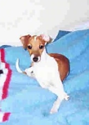 A tan and white Italian Greyhound puppy is laying on a bed