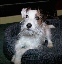 Front side view - A white with tan and black wire-haired Parson Russell Terrier is laying on a blue dog bed looking up and to the left. The dog has a beard.