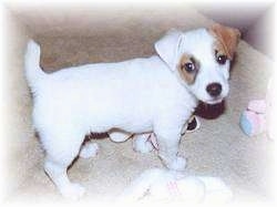 Top down view of a white with tan Parson Russell Terrier puppy that is standing on a tan carpeted floor looking up. There is a pink with blue toy in front of it.