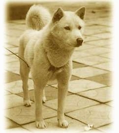A Jindo is standing on a tan tiled floor