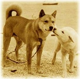 Two Jindos are standing outside at the beach. The Jindo on the right is licking the face of the left Jindo