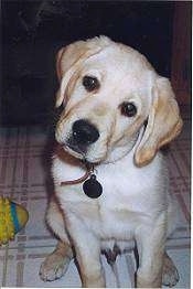 A yellow Labrador Retriever is sitting on a white tiled floor with its head tilted to the right. There is a toy next to it.