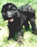 The front left side of a black Australian Labradoodle that is standing in a lawn. Its head is slightly tilted to the left, its mouth open and its tongue is hanging out.